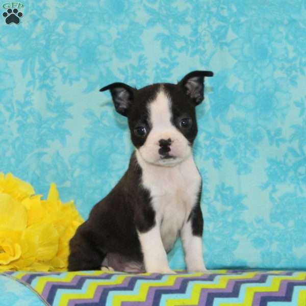 Jeff, Boston Terrier Puppy